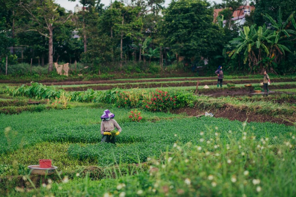 countryside, harvest, farmer